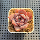 Echeveria Hybrid sp. 1"-2" Hand-Selected Clone (From Brotherly Farm) Succulent Plant Cutting