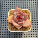 Echeveria Hybrid sp. 1"-2" Hand-Selected Clone (From Brotherly Farm) Succulent Plant Cutting