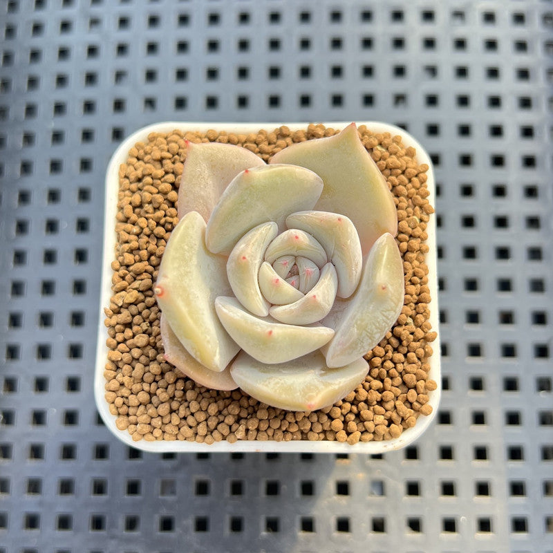 Echeveria Hybrid sp. 1"-2" Hand-Selected Clone (From Brotherly Farm) Succulent Plant Cutting