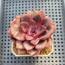 Echeveria Hybrid sp. 1"-2" Hand-Selected Clone (From Brotherly Farm) Succulent Plant Cutting