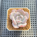 Echeveria Hybrid sp. 1"-2" Hand-Selected Clone (From Brotherly Farm) Succulent Plant Cutting