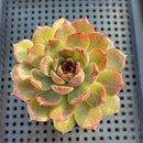Echeveria 'Tarantula' 2"-3" New Hybrid Succulent Plant