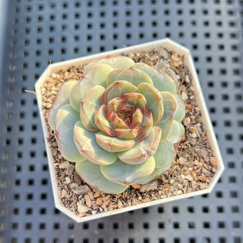 Echeveria sp. Jelly Type 2" Succulent Plant