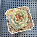 Echeveria sp. Jelly Type 2" Succulent Plant