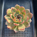 Echeveria 'Colorado' Changhee Hybrid 3" Succulent Plant