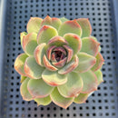 Echeveria 'Jade Bead' 3" Succulent Plant