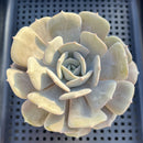Echeveria 'Milk Purple' 3"-4" Changhee Hybrid succulent Plant