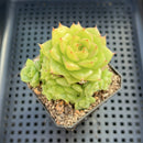 Echeveria 'Maitreya' 2"-3" Cluster Succulent Plant