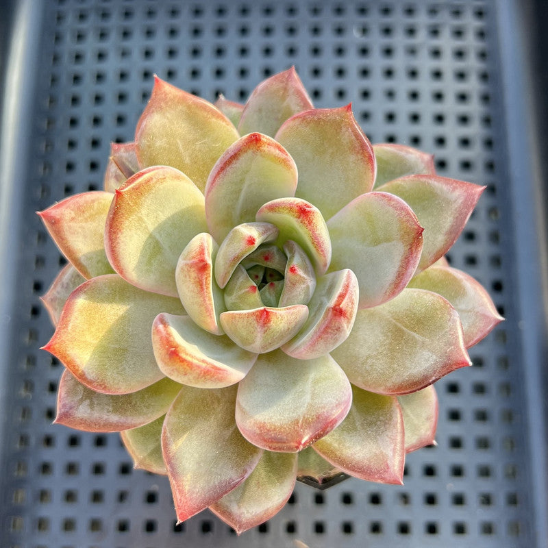 Echeveria sp. 2" Succulent Plant