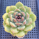 Echeveria 'Sarahime' x 'Hyalina' Hybrid 2" Flower Village Hybrid Succulent Plant