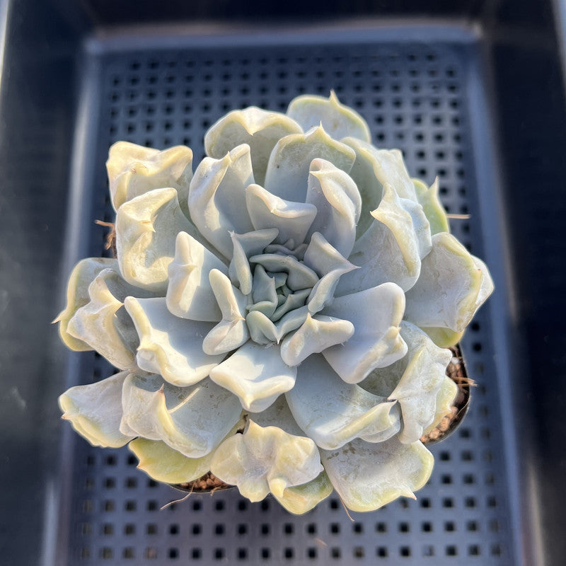 Echeveria 'Thriller Pearl' 2"-3" Succulent Plant