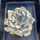 Echeveria 'Thriller Pearl' 2"-3" Succulent Plant