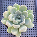 Graptoveria 'Highstone' 2" Succulent Plant