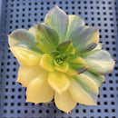 Echeveria 'Black Prince' Variegated 3" Succulent Plant