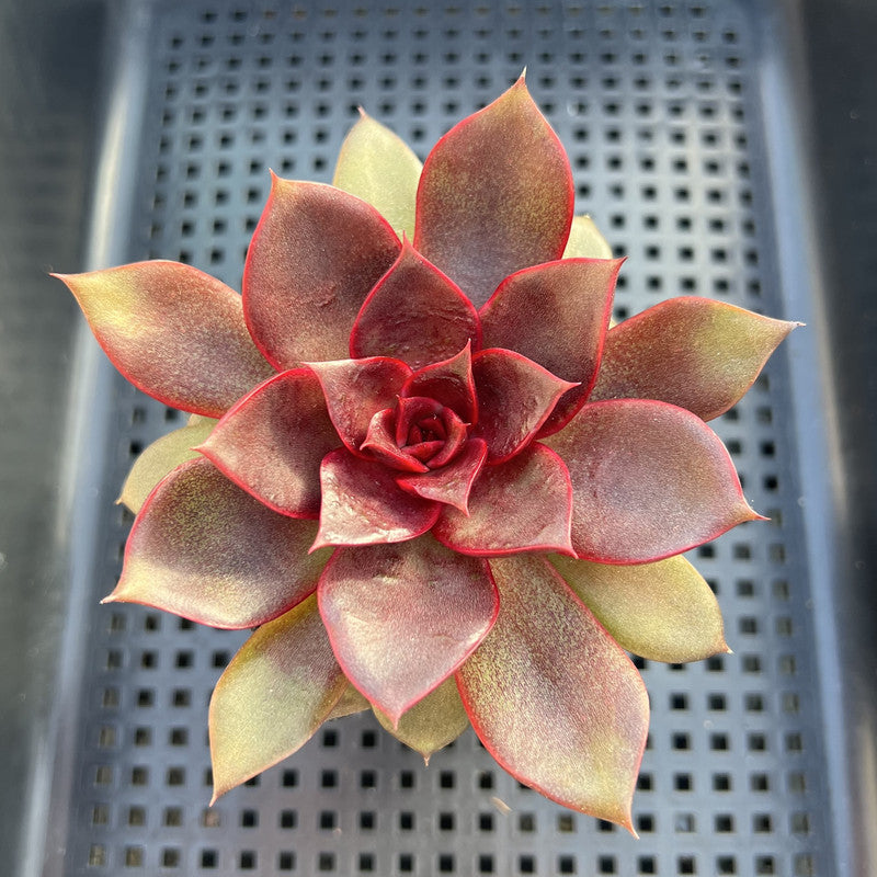Echeveria 'Red Light' 3" Succulent Plant