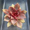 Echeveria 'Red Light' 3" Succulent Plant