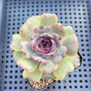 Echeveria 'Jadore' 3" Succulent Plant