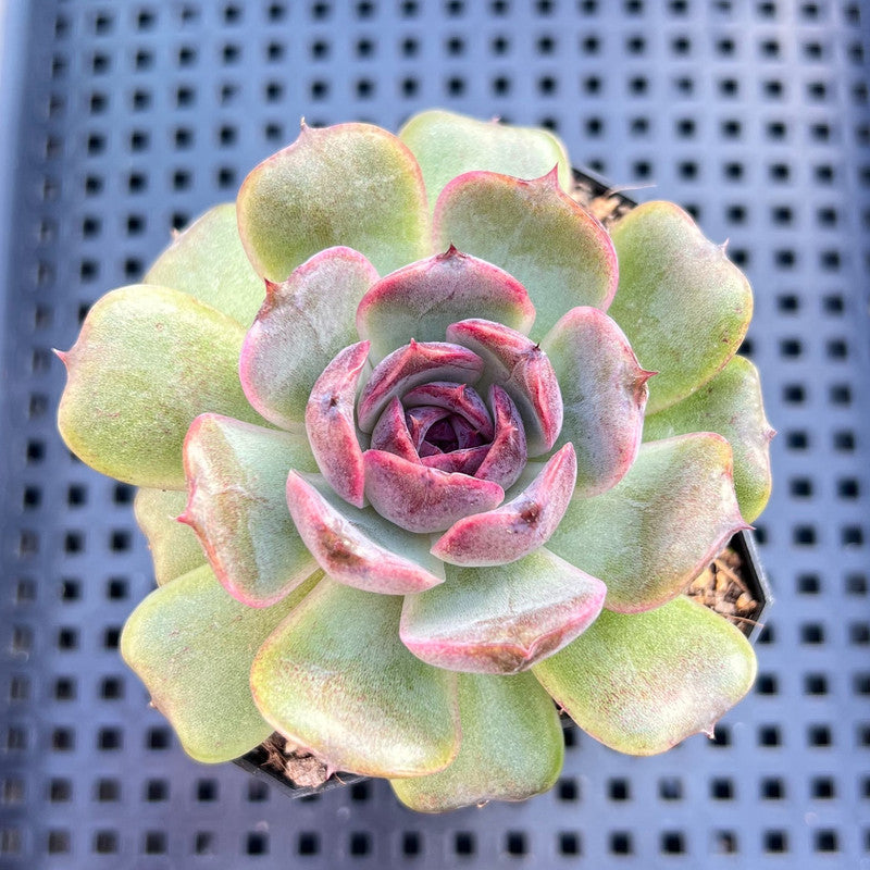 Echeveria 'Jadore' 3" Succulent Plant
