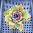 Echeveria 'Black Queen' Hybrid 3" Succulent Plant