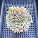 Echeveria 'Ariel' Crested 3" Succulent Plant