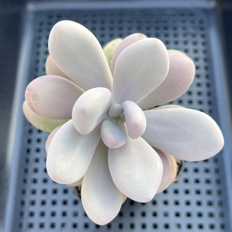 Graptopetalum 'Pink One' 2" Succulent Plant