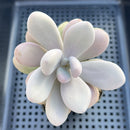 Graptopetalum 'Pink One' 2" Succulent Plant