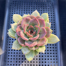Echeveria 'Black Queen' Hybrid 3" Succulent Plant