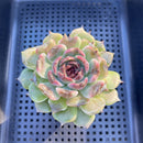 Echeveria 'Black Queen' Hybrid 3" Succulent Plant