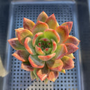 Echeveria 'Shallot' 3"-4" Succulent Plant
