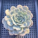 Echeveria 'Raffine' 3" Succulent Plant