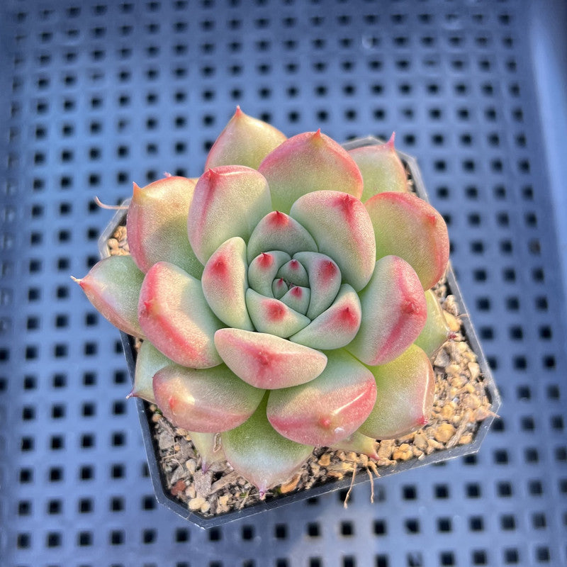 Echeveria Agavoides 'Primori' 2"-3" Succulent Plant