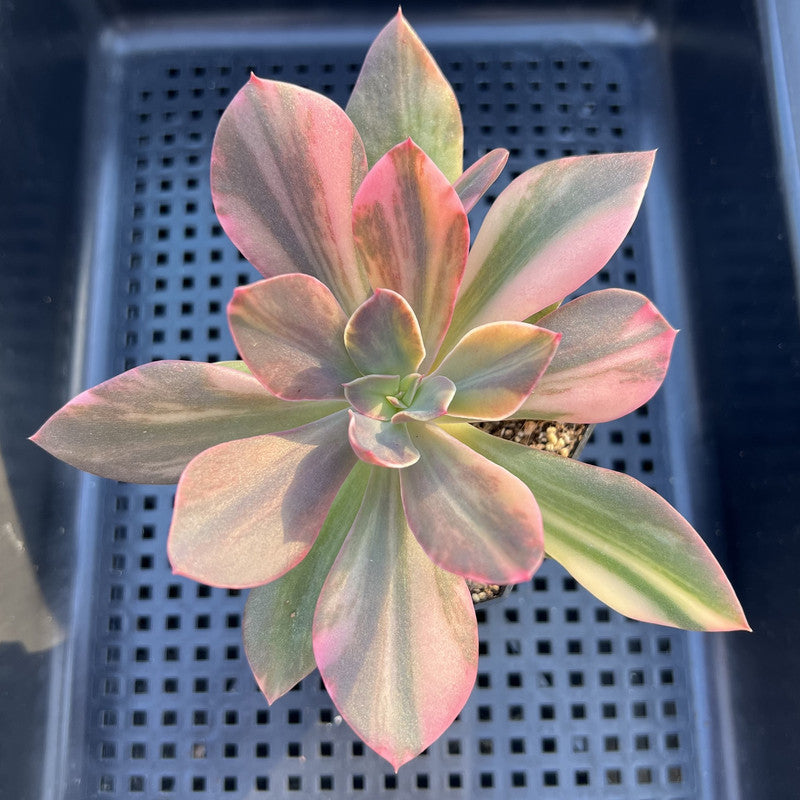 Echeveria 'Hanaikada' Variegated 3" Succulent Plant
