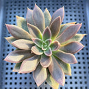 Echeveria 'Serrana' 2"-3" Succulent Plant