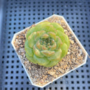 Echeveria 'Anthony' 2" Succulent Plant