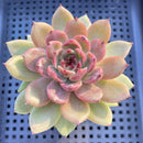 Echeveria 'Purple Elin' 2" Succulent Plant