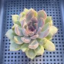 Echeveria sp. 3" Succulent Plant