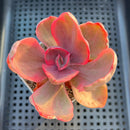 Echeveria 'Golden State' Variegated 2" Succulent Plant