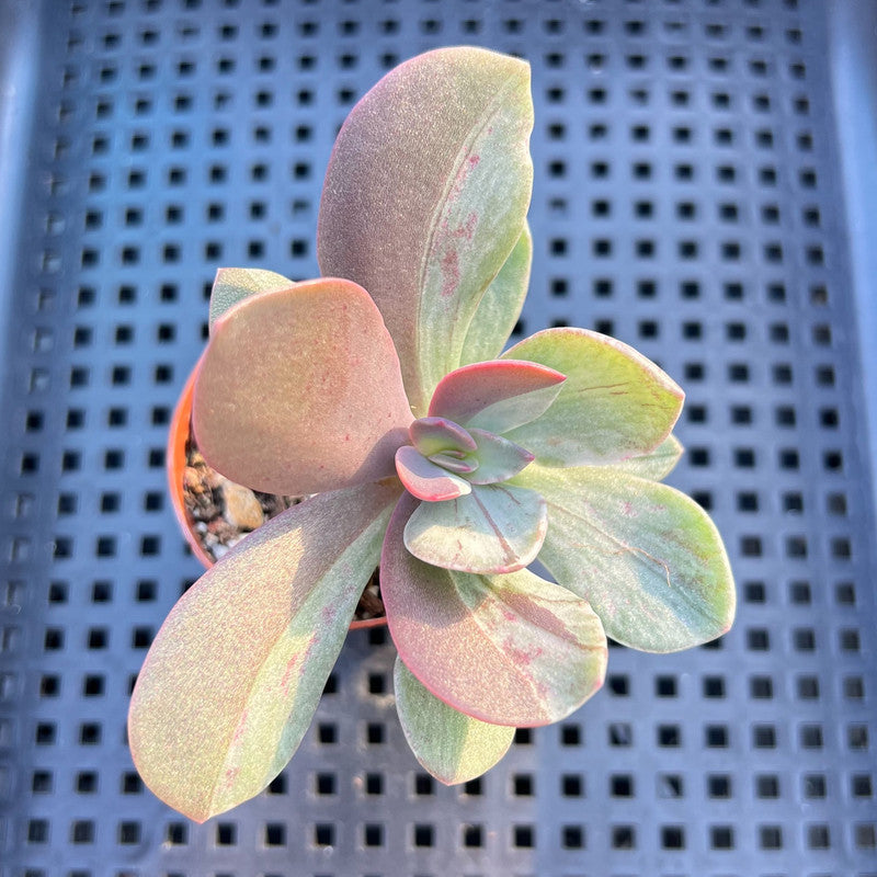 Echeveria 'Hanaikada' Mosaic Variegated 2" (100% Grown In House) Succulent Plant