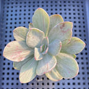 Echeveria 'Hanaikada' Mosaic Variegated 2" (100% Grown In House) Succulent Plant