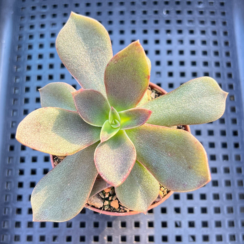 Echeveria Carnicolor 2" (100% Grown In House) Succulent Plant