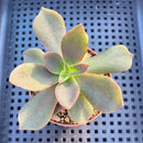 Echeveria Carnicolor 2" (100% Grown In House) Succulent Plant