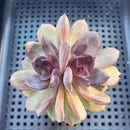Echeveria 'Homage' 3" Succulent Plant Succulent Plant
