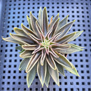 Echeveria Lutea 2"-3" (100% Grown In House) Succulent Plant