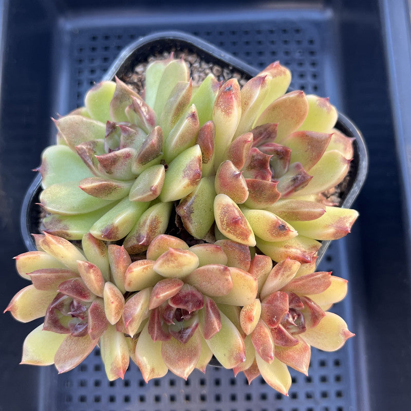 Echeveria 'Fushike' 5"-6" Large  Succulent Plant