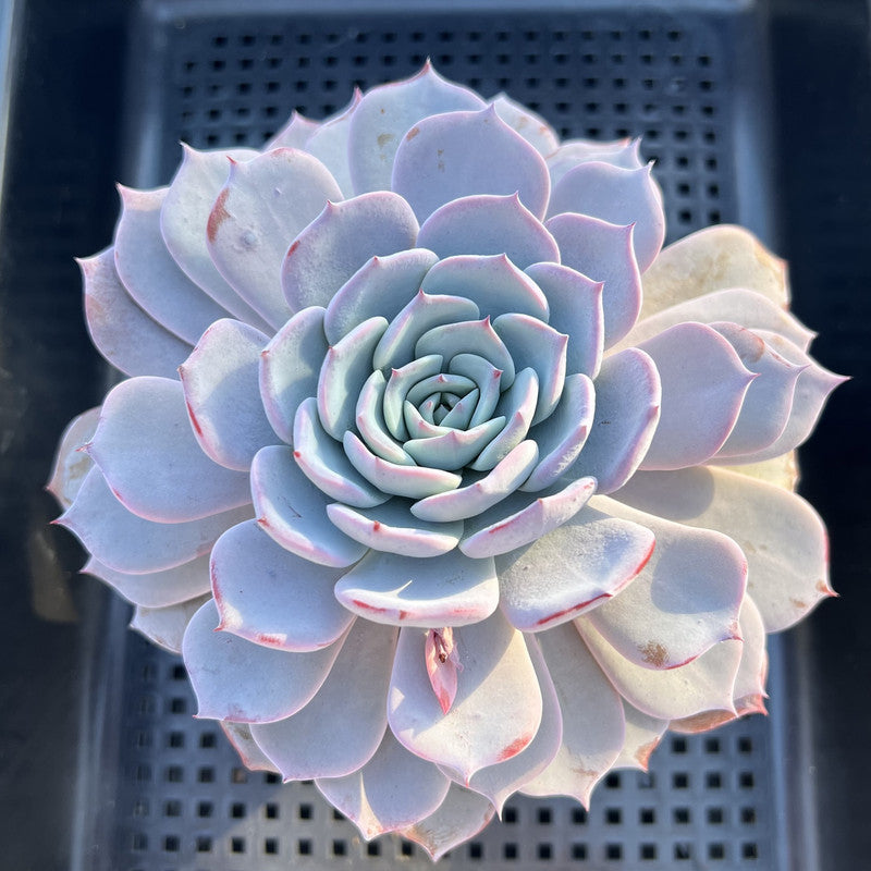 Echeveria sp. 3" Succulent Plant