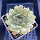 Echeveria 'Starmark' 5" Large Succulent Plant