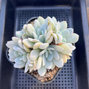 Echeveria 'Exotic' (Laui x 'Topsy Turvy') Cluster 4"-5" Succulent Plant