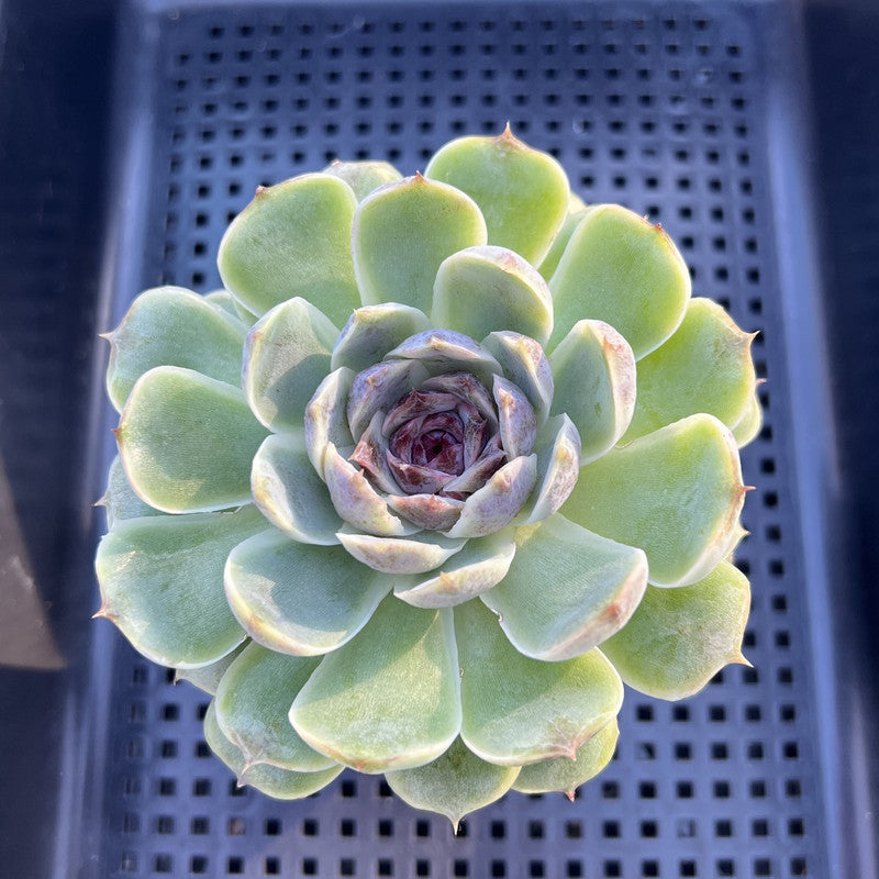 Echeveria sp. 3" Succulent Plant