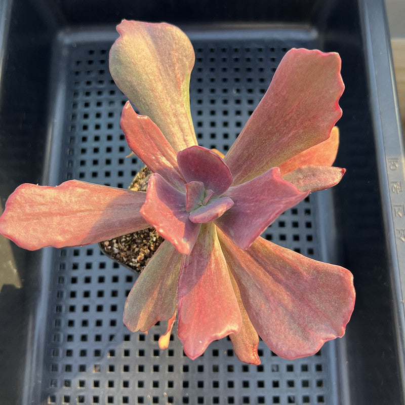 Echeveria 'Diamond State' Variegated 3" Succulent Plant