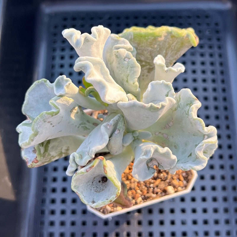 Cotyledon Undulata 'Shires Hobbit' 3" Succulent Plant